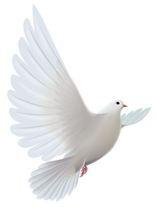 White_Dove_Transparent_PNG_Clipart (1)